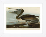 Brown Pelican (Framed) -  John James Audubon - McGaw Graphics