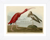 Scarlet Ibis (Framed) -  John James Audubon - McGaw Graphics