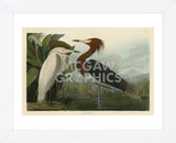 Purple Heron (Framed) -  John James Audubon - McGaw Graphics