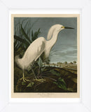 Snowy Heron or White Egret (Framed) -  John James Audubon - McGaw Graphics
