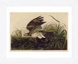 Winter Hawk (Framed) -  John James Audubon - McGaw Graphics