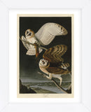 Barn Owl (Framed) -  John James Audubon - McGaw Graphics