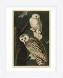 Snowy Owl (Framed) -  John James Audubon - McGaw Graphics