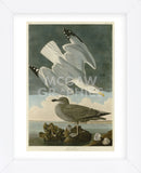 Herring Gull (Framed) -  John James Audubon - McGaw Graphics