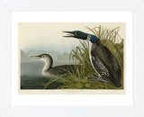 Great Northern Diver or Loon (Framed) -  John James Audubon - McGaw Graphics