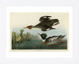 Red Breasted Merganser (Framed) -  John James Audubon - McGaw Graphics