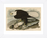 White-Headed Eagle (Framed) -  John James Audubon - McGaw Graphics