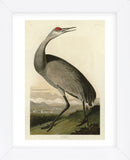 Hooping Crane (Framed) -  John James Audubon - McGaw Graphics