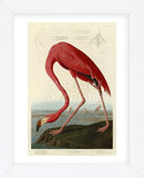 American Flamingo (Framed) -  John James Audubon - McGaw Graphics
