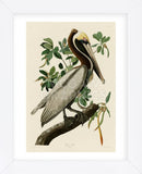 Brown Pelican II (Framed) -  John James Audubon - McGaw Graphics