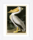 American White Pelican (Framed) -  John James Audubon - McGaw Graphics