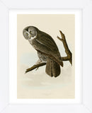 Great Cinereous Owl (Framed) -  John James Audubon - McGaw Graphics