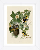Baltimore Oriole (Framed) -  John James Audubon - McGaw Graphics