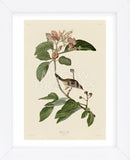 Bachmans Finch (Framed) -  John James Audubon - McGaw Graphics