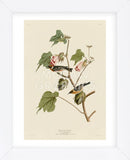 Bay-Breasted Warbler (Framed) -  John James Audubon - McGaw Graphics