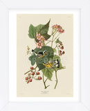 Black & Yellow Warblers (Framed) -  John James Audubon - McGaw Graphics