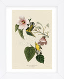 Blue-Winged Yellow Warbler (Framed) -  John James Audubon - McGaw Graphics