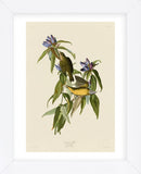 Connecticut Warbler (Framed) -  John James Audubon - McGaw Graphics