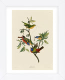 Painted Finch (Framed) -  John James Audubon - McGaw Graphics