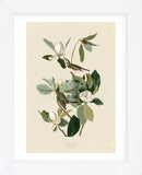 Warbling Flycatcher (Framed) -  John James Audubon - McGaw Graphics