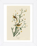 Yellow Red-Poll Warbler (Framed) -  John James Audubon - McGaw Graphics