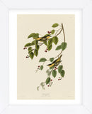 Carbonated Warbler (Framed) -  John James Audubon - McGaw Graphics