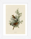 Cedar Bird (Framed) -  John James Audubon - McGaw Graphics