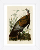 Wild Turkey I (Framed) -  John James Audubon - McGaw Graphics