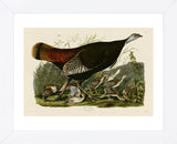 Wild Turkey II (Framed) -  John James Audubon - McGaw Graphics