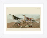 Red Backed Sandpiper (Framed) -  John James Audubon - McGaw Graphics