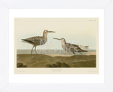 Long-Legged Sandpiper (Framed) -  John James Audubon - McGaw Graphics