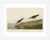 Semipalmated Sandpiper (Framed) -  John James Audubon - McGaw Graphics