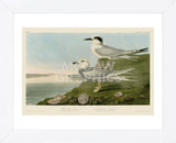Havell’s Tern & Trudeau’s Tern (Framed) -  John James Audubon - McGaw Graphics
