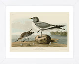 Fork-Tailed Gull (Framed) -  John James Audubon - McGaw Graphics