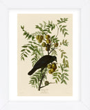 American Crow (Framed) -  John James Audubon - McGaw Graphics