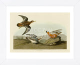 Red Phalarope (Framed) -  John James Audubon - McGaw Graphics