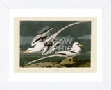 Tropic Bird (Framed) -  John James Audubon - McGaw Graphics