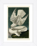 Iceland or Jer Falcon (Framed) -  John James Audubon - McGaw Graphics