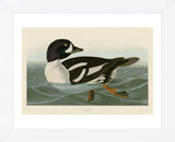 Golden-eye Duck (Framed) -  John James Audubon - McGaw Graphics