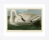 Trumpeter Swan (Framed) -  John James Audubon - McGaw Graphics
