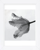 Parrot Tulip II  (Framed) -  Tom Artin - McGaw Graphics