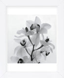 Orchid Spray I  (Framed) -  Tom Artin - McGaw Graphics
