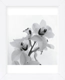 Orchid Spray II  (Framed) -  Tom Artin - McGaw Graphics