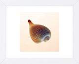 Fig Shell  (Framed) -  Tom Artin - McGaw Graphics