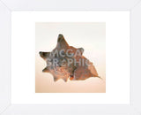 Conch  (Framed) -  Tom Artin - McGaw Graphics