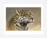 Jaguar  (Framed) -  Kalon Baughan - McGaw Graphics