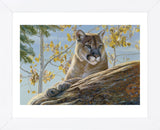 Front Range Cougar  (Framed) -  Kalon Baughan - McGaw Graphics