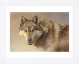 Wolf Portrait  (Framed) -  Kalon Baughan - McGaw Graphics