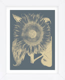 Sunflower 2 (Framed) -  Botanical Series - McGaw Graphics