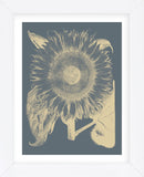 Sunflower 2 (Framed) -  Botanical Series - McGaw Graphics